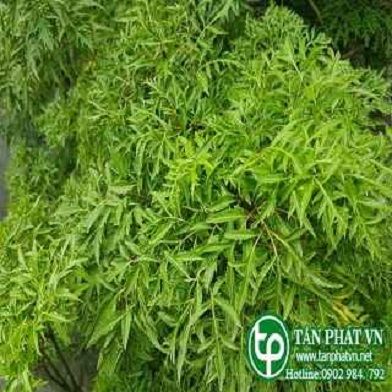 Địa Chỉ Bán Sỉ Lẻ Lá Đinh Lăng Tươi Tại TP HCM?