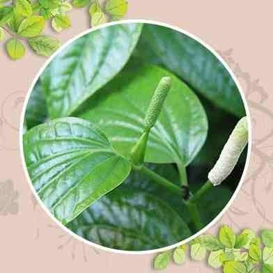 Địa Chỉ Bán Sỉ Lẻ Lá Lốt Tươi Tại TP HCM?