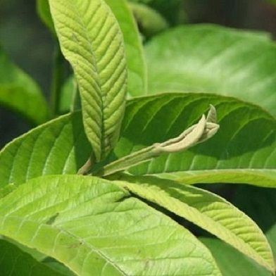 Địa Chỉ Bán Sỉ Lẻ Lá Ổi Tươi Tại TP HCM?