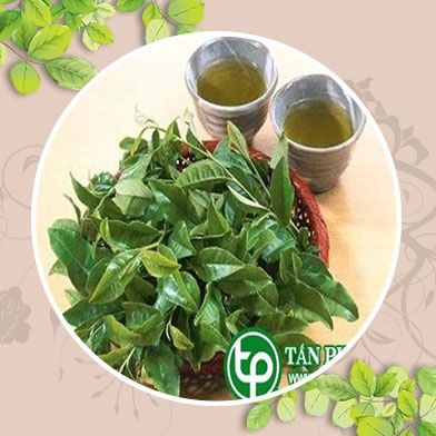 Địa Chỉ Bán Sỉ Lẻ Lá Vối Tươi Tại TP HCM?