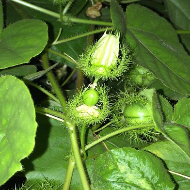 Địa Chỉ Bán Sỉ Lẻ Lạc Tiên Tươi Tại TP HCM?