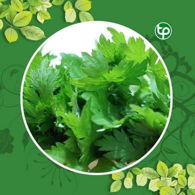 Địa Chỉ Bán Sỉ Lẻ Ngải Cứu Tươi Tại TP HCM?