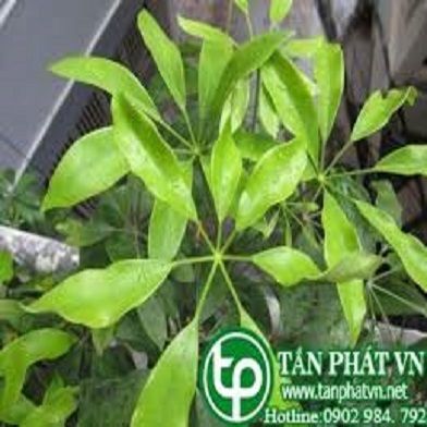 Địa Chỉ Bán Sỉ Lẻ Ngũ Gia Bì Tươi Tại TP HCM?