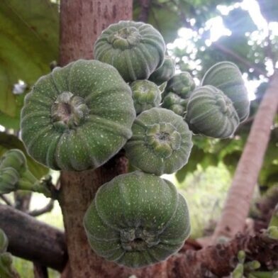 Địa Chỉ Bán Sỉ Lẻ Quả Vả Tươi Tại TP HCM?