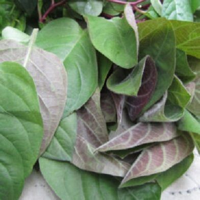 Địa Chỉ Bán Sỉ Lẻ Rau Mơ Tươi Tại TP HCM?