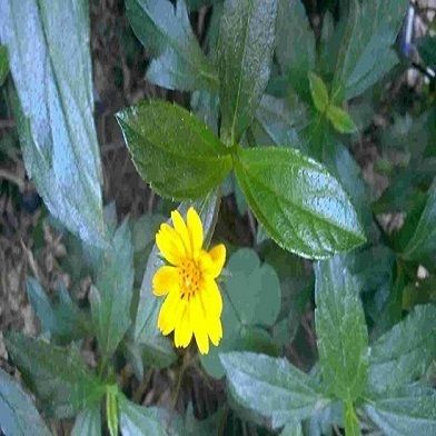 Địa Chỉ Bán Sỉ Lẻ Sài Đất Tươi Tại TP HCM?