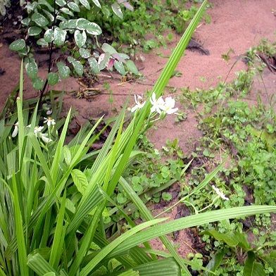 Địa Chỉ Bán Sỉ Lẻ Sâm Đại Hành Tươi Tại TP HCM?