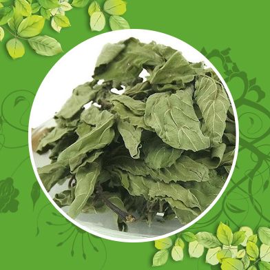 Địa Chỉ Mua Bán Cây Bạc Hà Khô Tại HCM Ở Đâu?