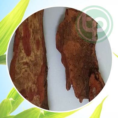 Địa Chỉ Mua Bán Huyết Giác Tại HCM Ở Đâu?