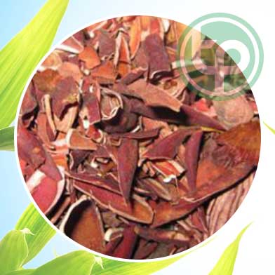 Địa Chỉ Mua Bán Sâm Đại Hành Tại HCM Ở Đâu?