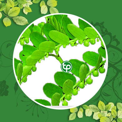 Mua Bán Diệp hạ châu tươi Tại tphcm ở đâu?