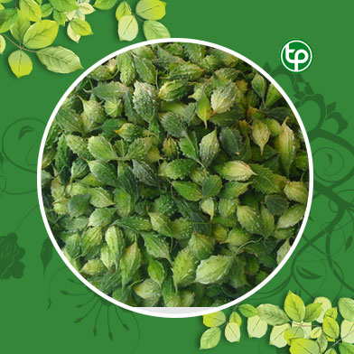 Mua Bán Khổ Qua Rừng Tại tphcm ở đâu?