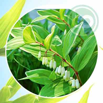 Mua Bán Lá Cây Hoàng Tinh Tại tphcm?