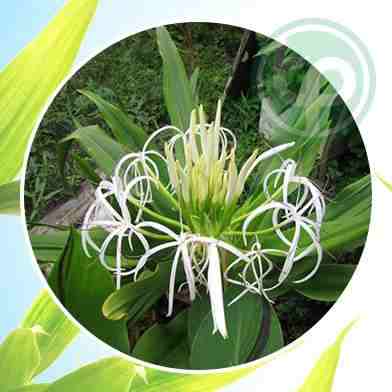 Mua bán náng hoa trắng tại tphcm