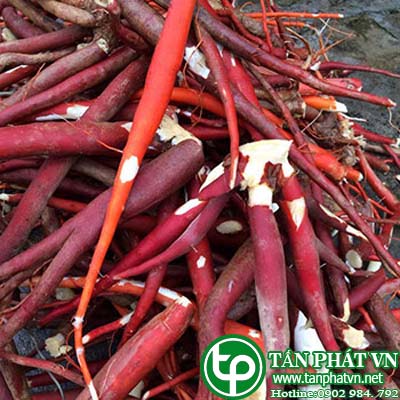 Mua bán Sâm cau tươi Tại tphcm ở đâu?