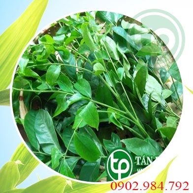 Mua Bán Sỉ Lẻ Lá Móc Mật Tươi Tại TP HCM?