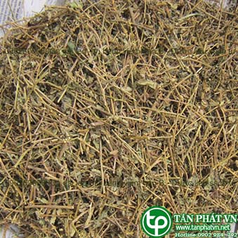 Phân phối sỉ lẻ cà gai leo tại Đà Lạt tăng cường sức khỏe