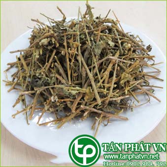 Phân phối sỉ lẻ cà gai leo tại Nha Trang giá tốt