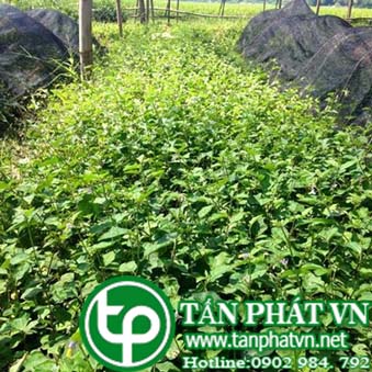 Phân phối sỉ lẻ cà gai leo tại Vinh uy tín