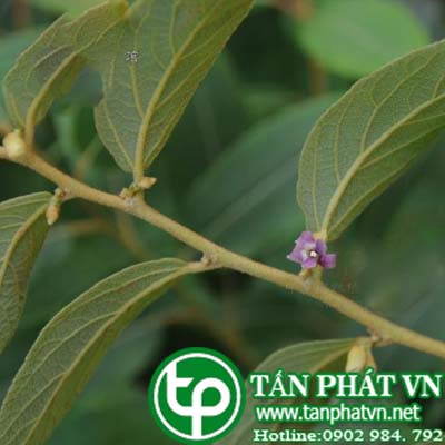 Phân phối sỉ lẻ cây an xoa tại Bạc Liêu chất lượng