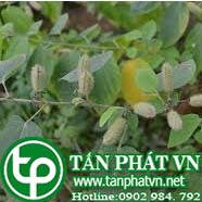 Phân phối sỉ lẻ cây an xoa tại Hà Giang chất lượng