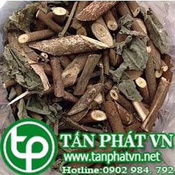 Phân phối sỉ lẻ cây an xoa tại Long An giao hàng nhanh