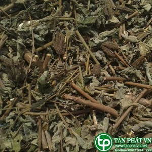 Phân phối sỉ lẻ cây an xoa tại quận 1 giá tốt