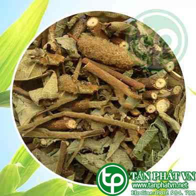 Phân phối sỉ lẻ cây an xoa tại quận 2 giao hàng nhanh