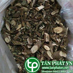 Phân phối sỉ lẻ cây an xoa tại quận 3 tăng cường sức khỏe