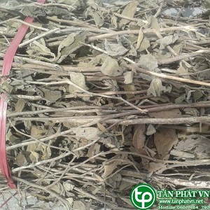 Phân phối sỉ lẻ cây an xoa tại quận 4 uy tín
