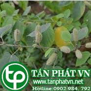 Phân phối sỉ lẻ cây an xoa tại quận 5 chất lượng