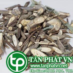 Phân phối sỉ lẻ cây an xoa tại Trà Vinh giao hàng nhanh