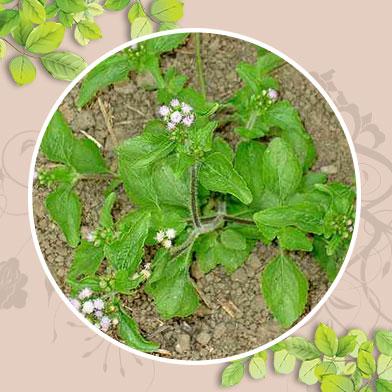 phân phối sỉ lẻ cây cứt lợn tại Bạc Liêu chất lượng