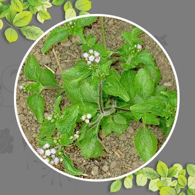 phân phối sỉ lẻ cây cứt lợn tại Bến Tre giao hàng nhanh