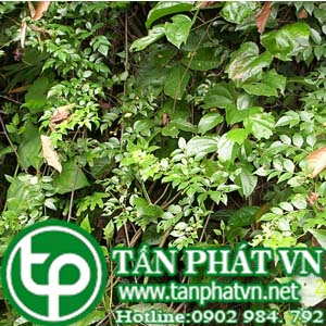 Phân phối sỉ lẻ chè dây tại Đà Lạt tăng cường sức khỏe