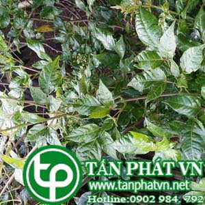 Phân phối sỉ lẻ chè dây tại Đắk Lắk uy tín