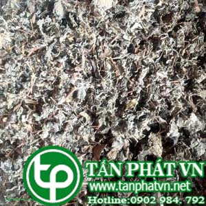 Phân phối sỉ lẻ chè dây tại Ninh Thuận tăng chất lượng