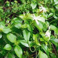 Phân phối sỉ lẻ chè vằng tại Long An giao hàng nhanh