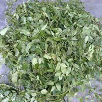 Phân phối sỉ lẻ chè vằng tại Quảng Trị tăng cường sức khỏe