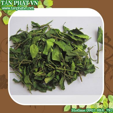 Phân phối sỉ lẻ dây thìa canh tại An Giang chất lượng
