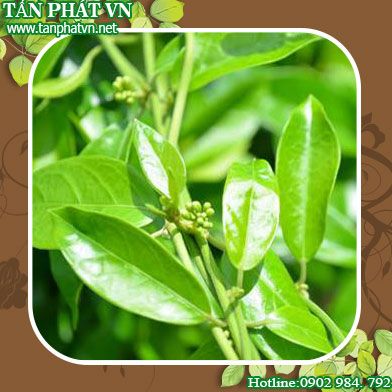 Phân phối sỉ lẻ dây thìa canh tại Bình Chánh chất lượng