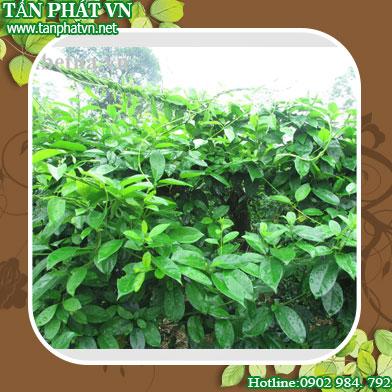 Phân phối sỉ lẻ dây thìa canh tại Bình Thạnh tăng cường sức khỏe