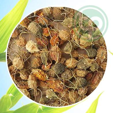 Phân phối sỉ lẻ khổ qua rừng tại Huế uy tín