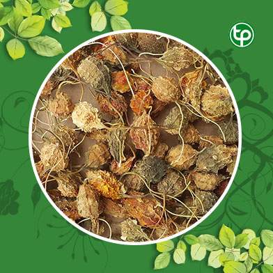 Phân phối sỉ lẻ khổ qua rừng tại Quảng Bình giao hàng nhanh