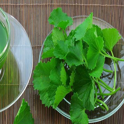 phân phối sỉ lẻ rau má khô tại Bình Dương chất lượng