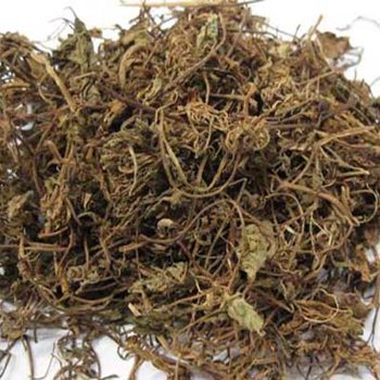 phân phối sỉ lẻ rau má khô tại Cà Mau uy tín