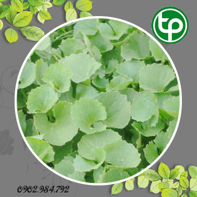 phân phối sỉ lẻ rau má khô tại Đà Nẵng chất lượng
