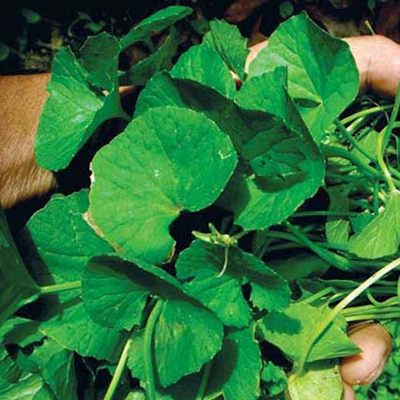 phân phối sỉ lẻ rau má khô tại Huế uy tín