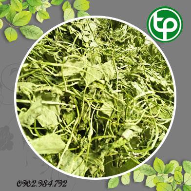 phân phối sỉ lẻ rau má khô tại Nghệ An chất lượng