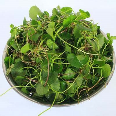 phân phối sỉ lẻ rau má khô tại Quảng Bình giao hàng nhanh